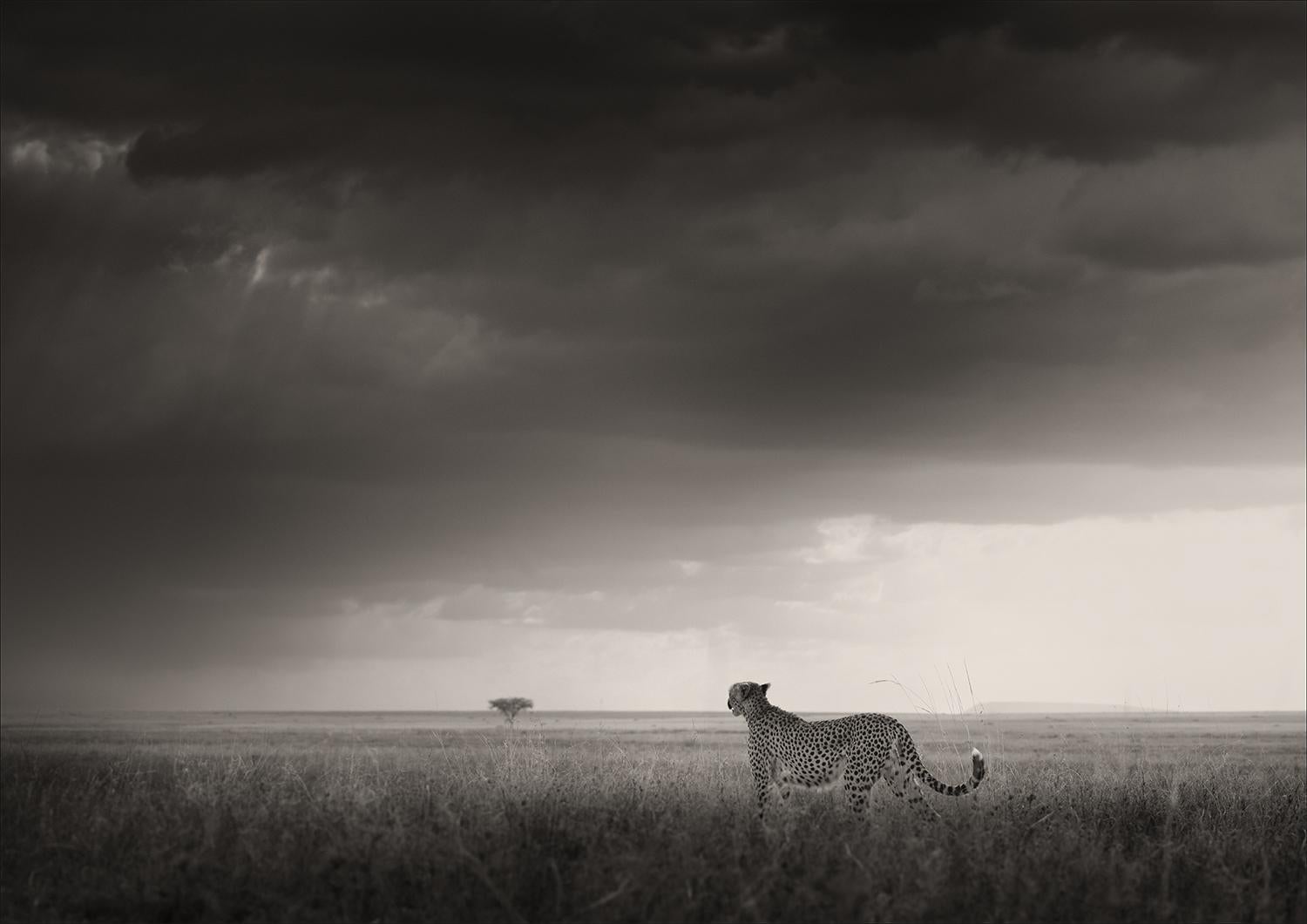 Joachim Schmeisser Landscape Photograph - Long road out of Eden, black and white, animal, Africa, Photography, Cheetah