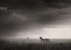 Long road out of Eden, black and white, animal, Africa, Photography, Cheetah