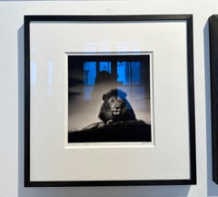 Lord of the Land, Lion, black and white photography, Africa, Portrait, Wildlife