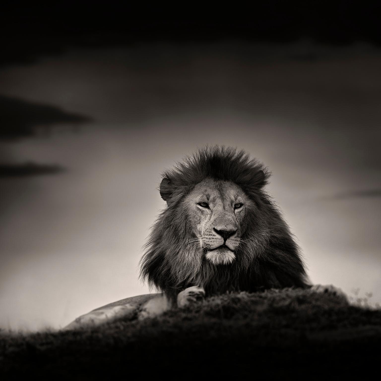Black and White Photograph de Joachim Schmeisser - Señor de la Tierra, León, fotografía en blanco y negro, África, Retrato, Vida salvaje