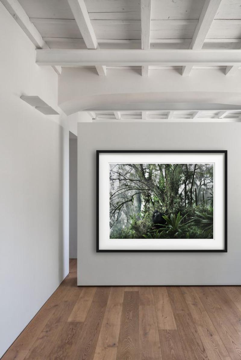 LOST PARADISE - Gorilla In The Wild, Fine Art Photography (en anglais) - Noir Color Photograph par Joachim Schmeisser