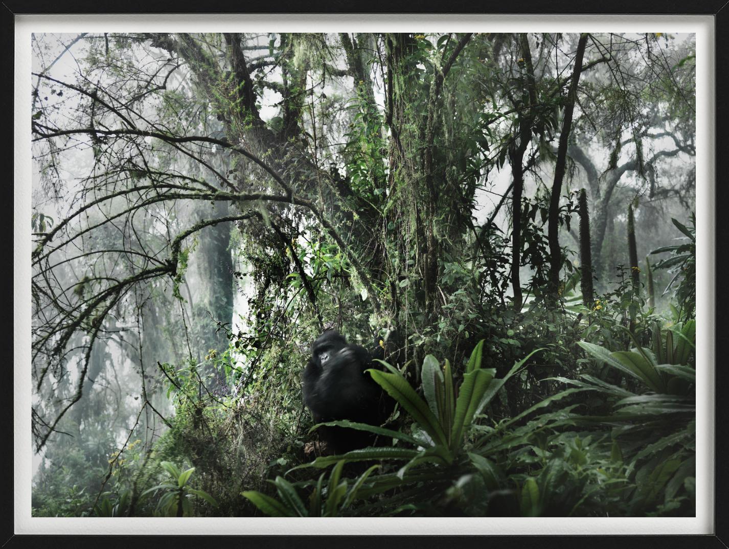 Le paradis perdu, un gorille dans son habitat naturel, photographié par Joachim Schmeisser.

Tous les tirages sont en édition limitée. Disponible en plusieurs tailles. Encadrement haut de gamme sur demande. Toutes les impressions sont réalisées et