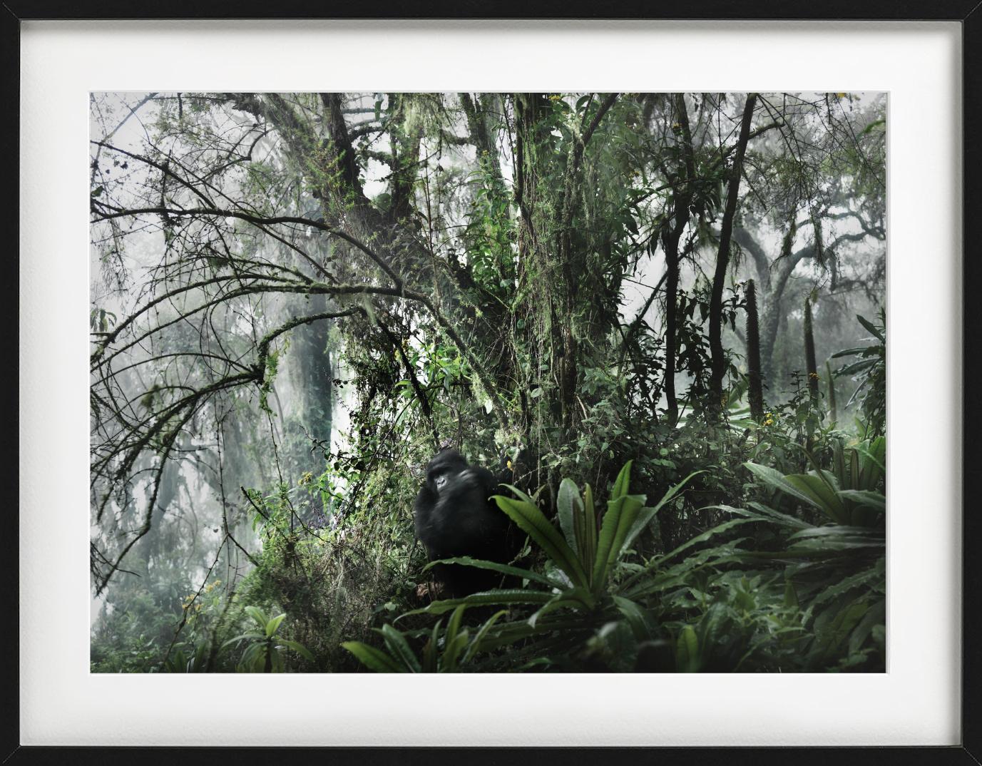 LOST PARADISE - Gorilla In The Wild, Fine Art Photography (en anglais) en vente 1