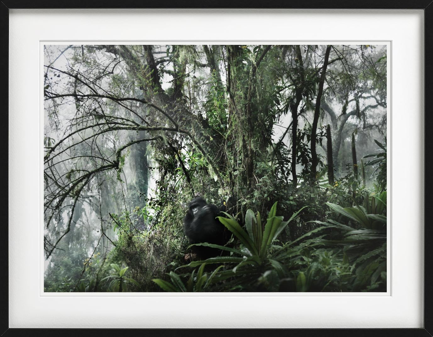 LOST PARADISE - Gorilla In The Wild, Fine Art Photography (en anglais) en vente 2