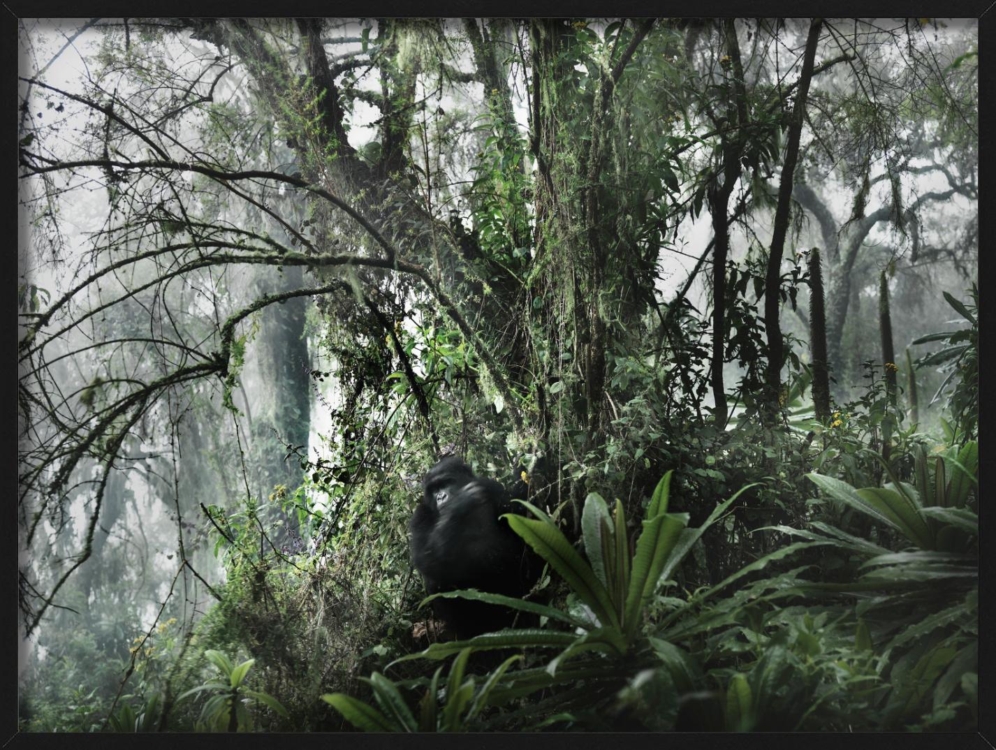 LOST PARADISE - Gorilla In The Wild, Fine Art Photography (en anglais) en vente 3