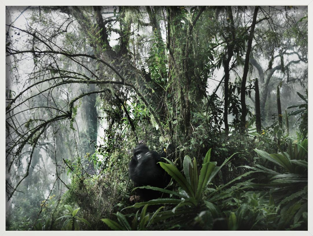 LOST PARADISE - Gorilla In The Wild, Fine Art Photography (en anglais) en vente 4