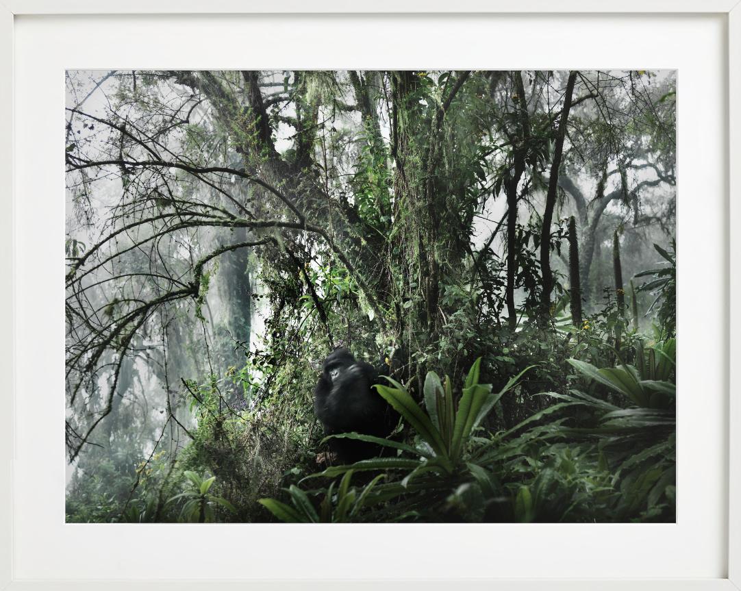 LOST PARADISE - Gorilla In The Wild, Fine Art Photography (en anglais) en vente 5