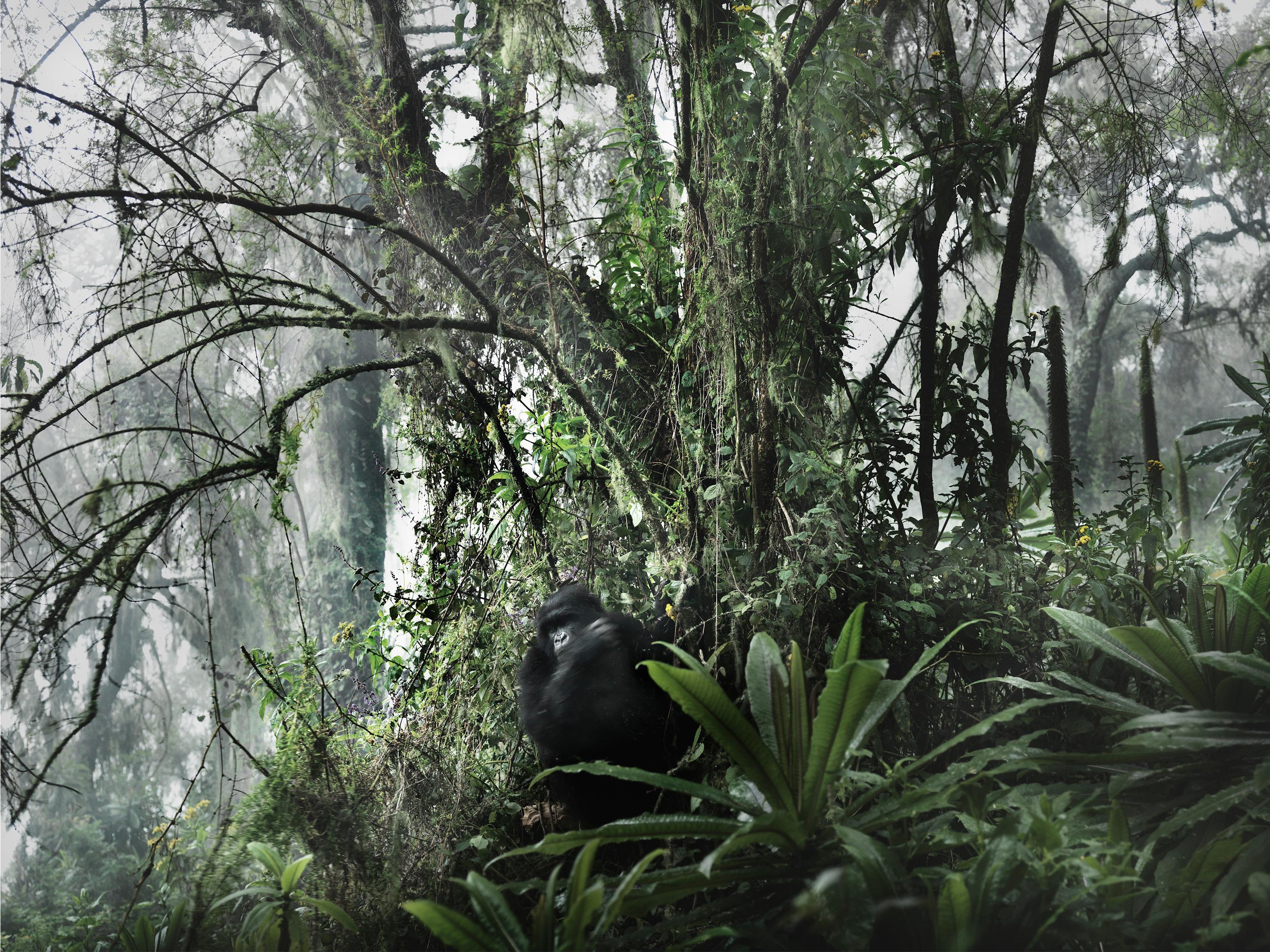 Color Photograph Joachim Schmeisser - LOST PARADISE - Gorilla In The Wild, Fine Art Photography (en anglais)