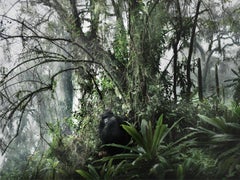 Color Photography
