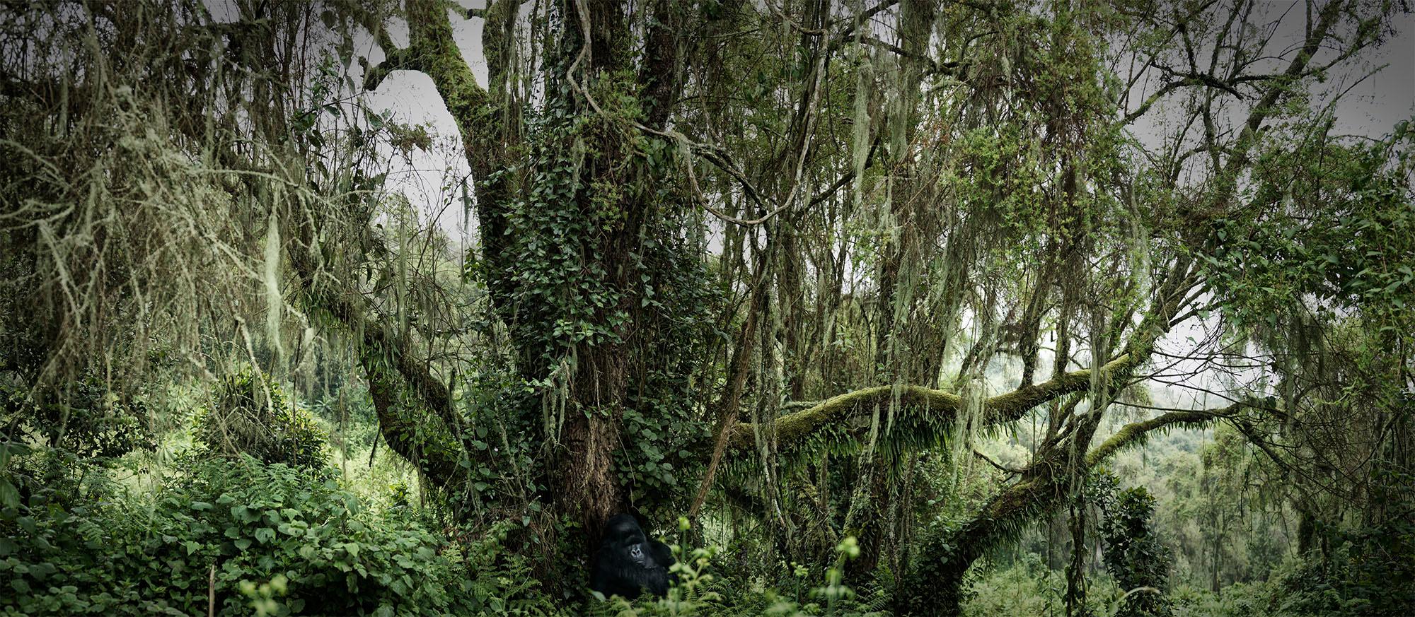 Joachim Schmeisser Landscape Photograph - Lost Paradise, animal, wildlife, color photography, green, gorilla, africa