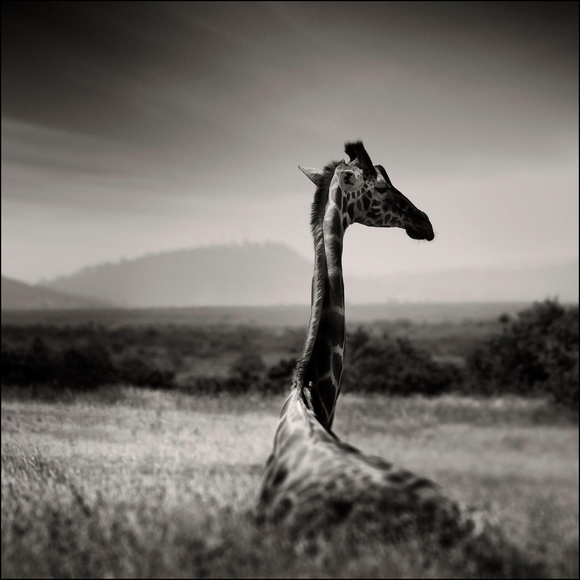 Lying Giraffe, animal, wildlife, black and white photography, africa - Photograph by Joachim Schmeisser