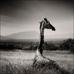 Lying Giraffe, animal, wildlife, black and white photography, africa