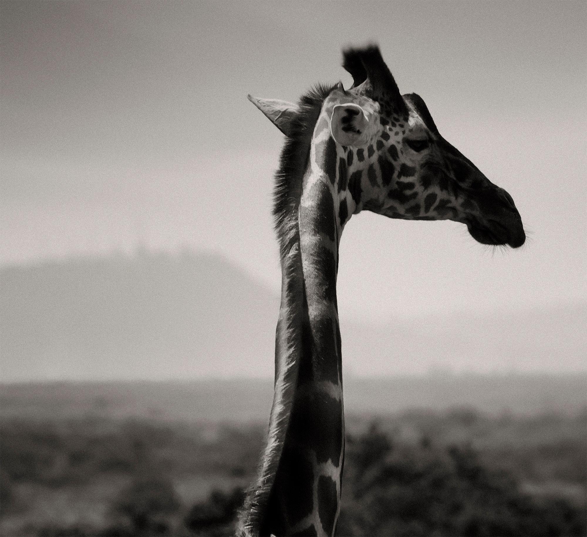 Lying Giraffe, animal, wildlife, black and white photography, africa - Gray Landscape Photograph by Joachim Schmeisser