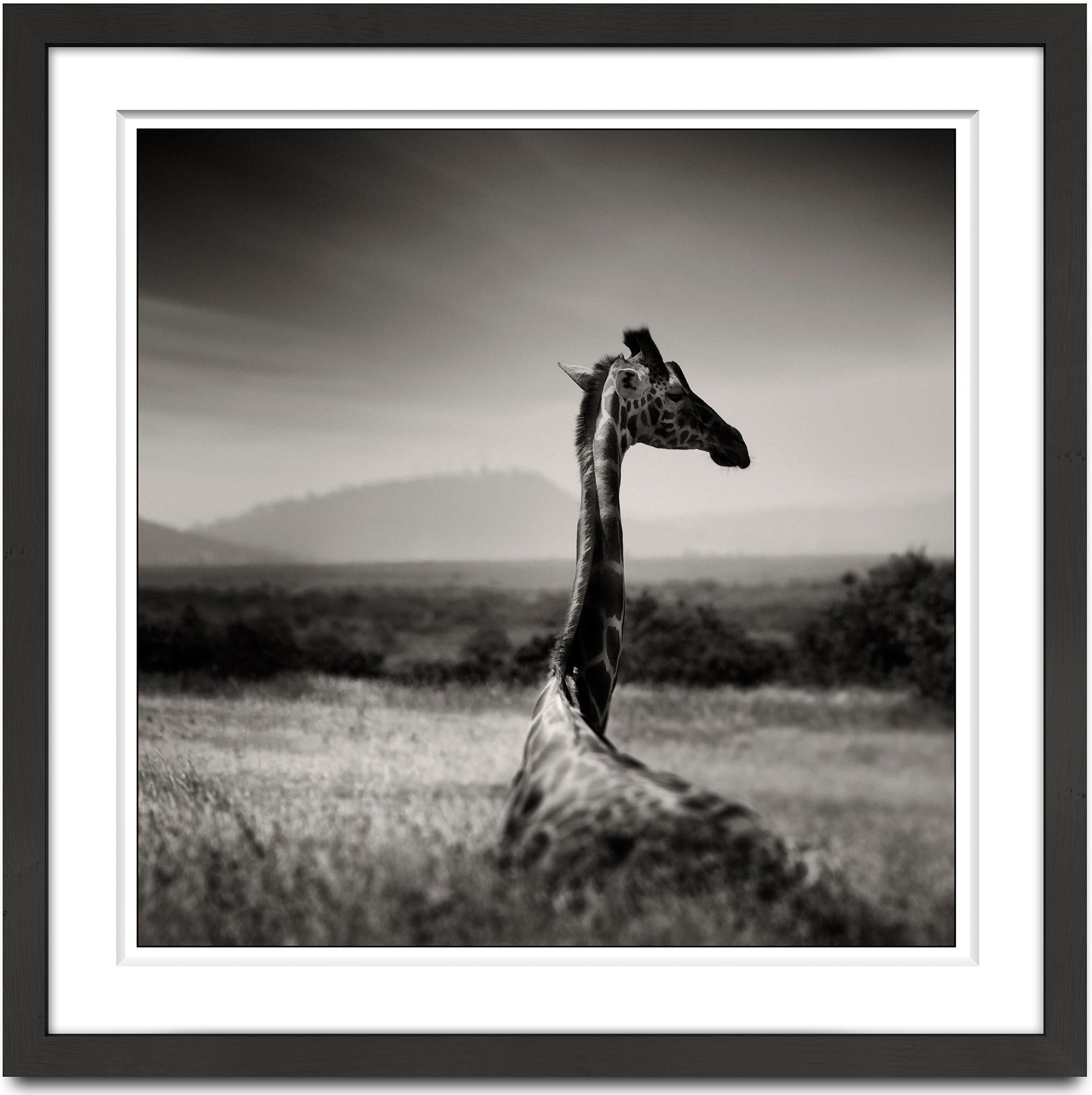 Joachim Schmeisser Landscape Photograph - Lying Giraffe, animal, wildlife, black and white photography, africa