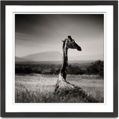 Lying Giraffe, animal, wildlife, black and white photography, africa