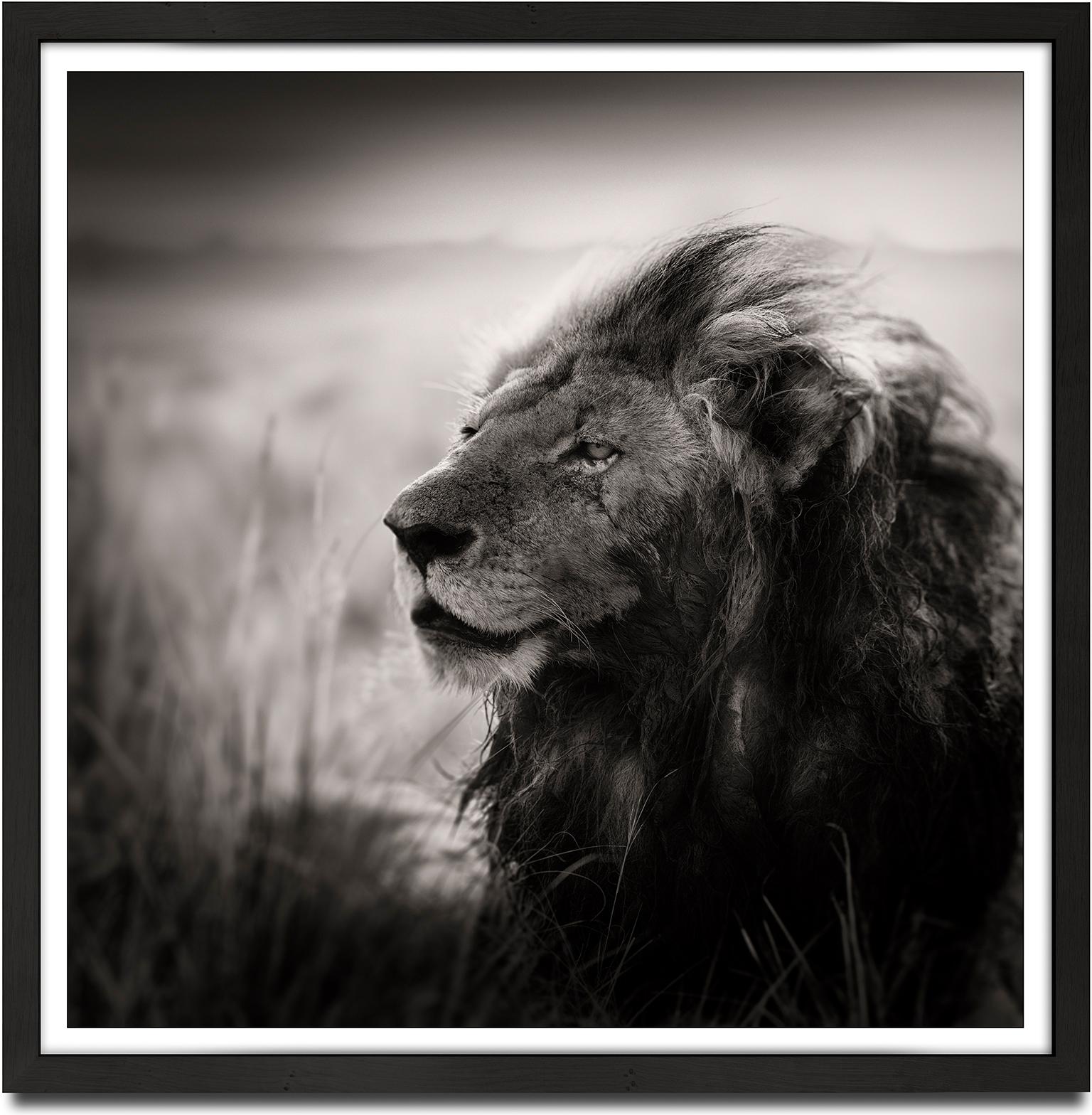 Morani, Kenya, Lion, animal, wildlife, black and white photography, africa - Photograph by Joachim Schmeisser