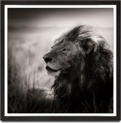 Morani, Kenya, Lion, animal, wildlife, black and white photography, africa