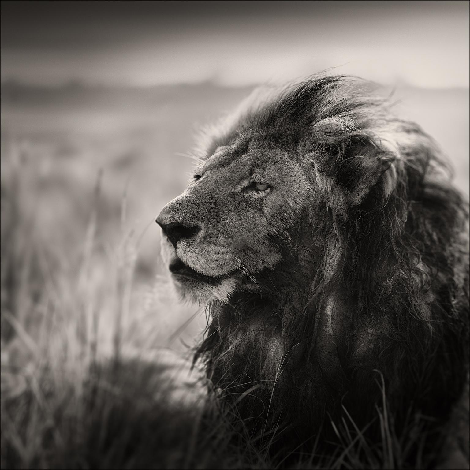 Morani, Kenya, Lion, animal, wildlife, black and white photography, africa