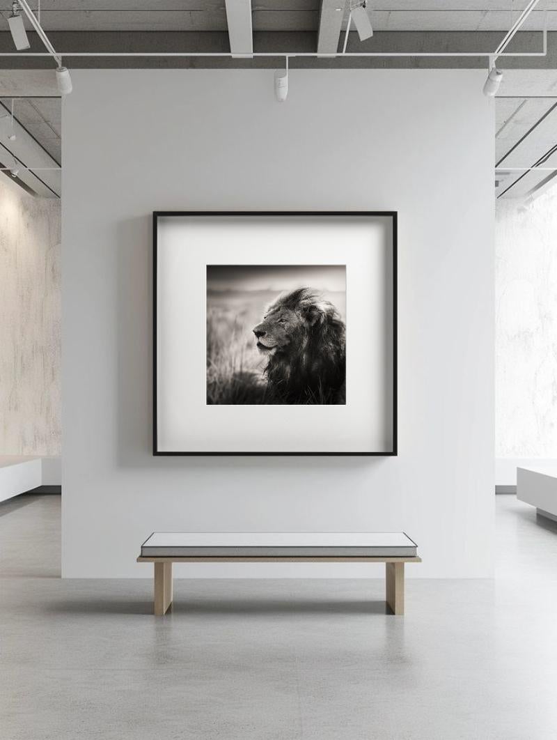 MORANI - Portrait d'un lion, Diptych Fine Arts - Photograph de Joachim Schmeisser
