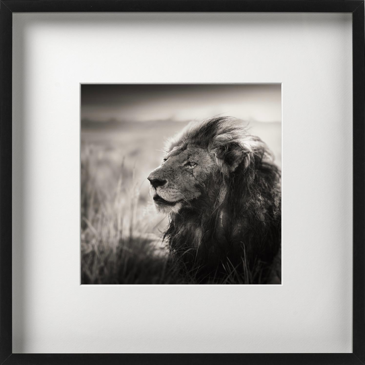 MORANI - Portrait d'un lion, Diptych Fine Arts - Contemporain Photograph par Joachim Schmeisser