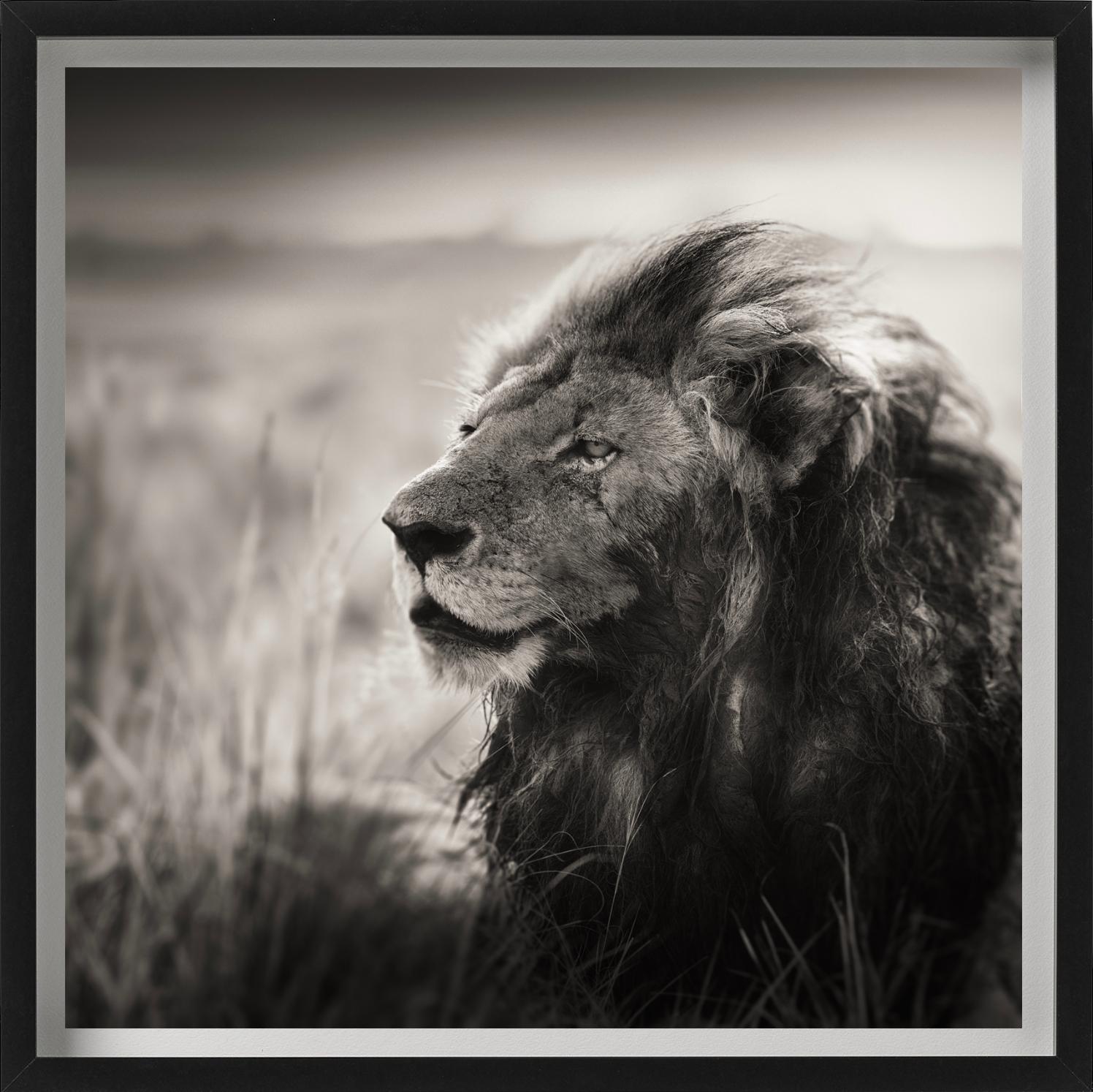 MORANI - Portrait d'un lion, Diptych Fine Arts - Noir Black and White Photograph par Joachim Schmeisser
