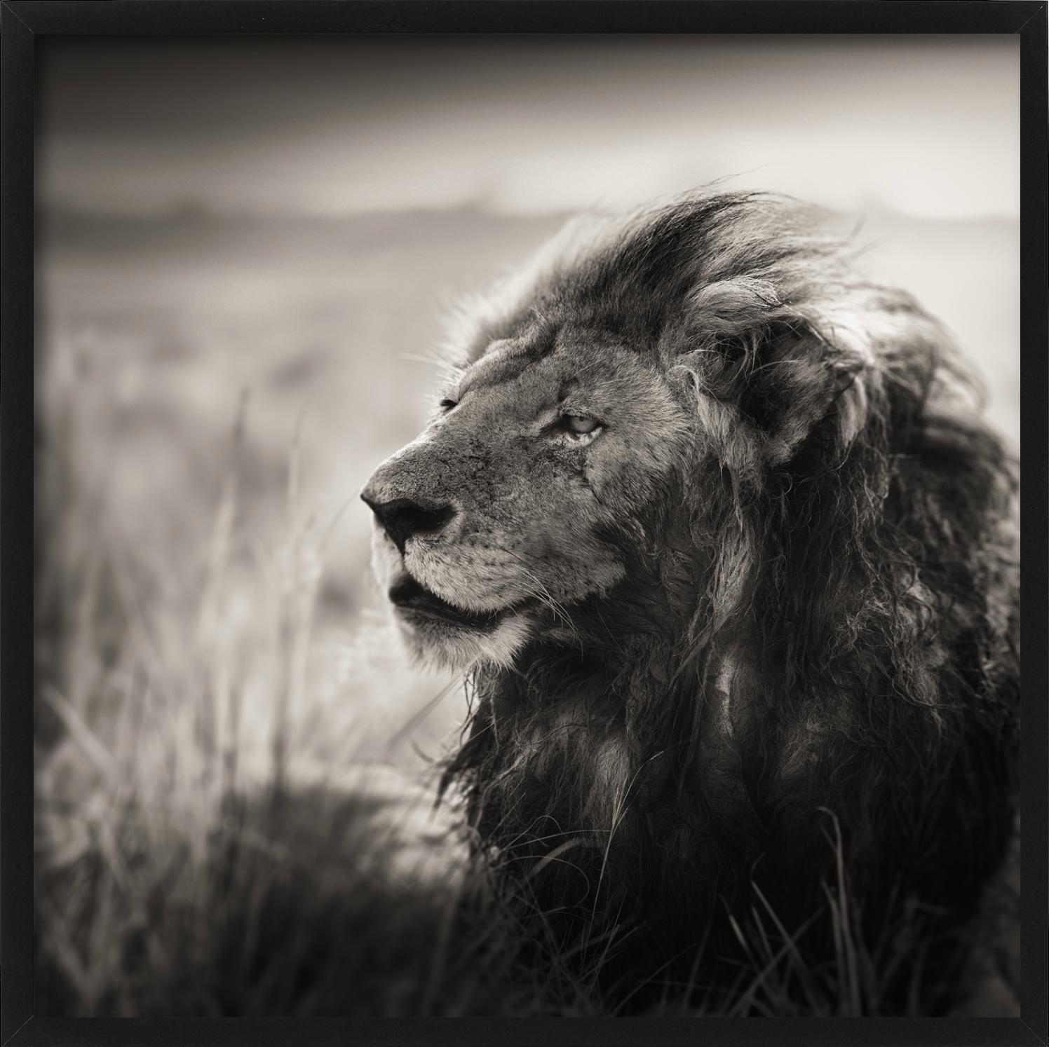 Morani, portrait d'un lion, photographié par Joachim Schmeisser.

Tous les tirages sont en édition limitée. Disponible en plusieurs tailles. Encadrement haut de gamme sur demande. Toutes les impressions sont réalisées et signées par l'artiste. 

Le