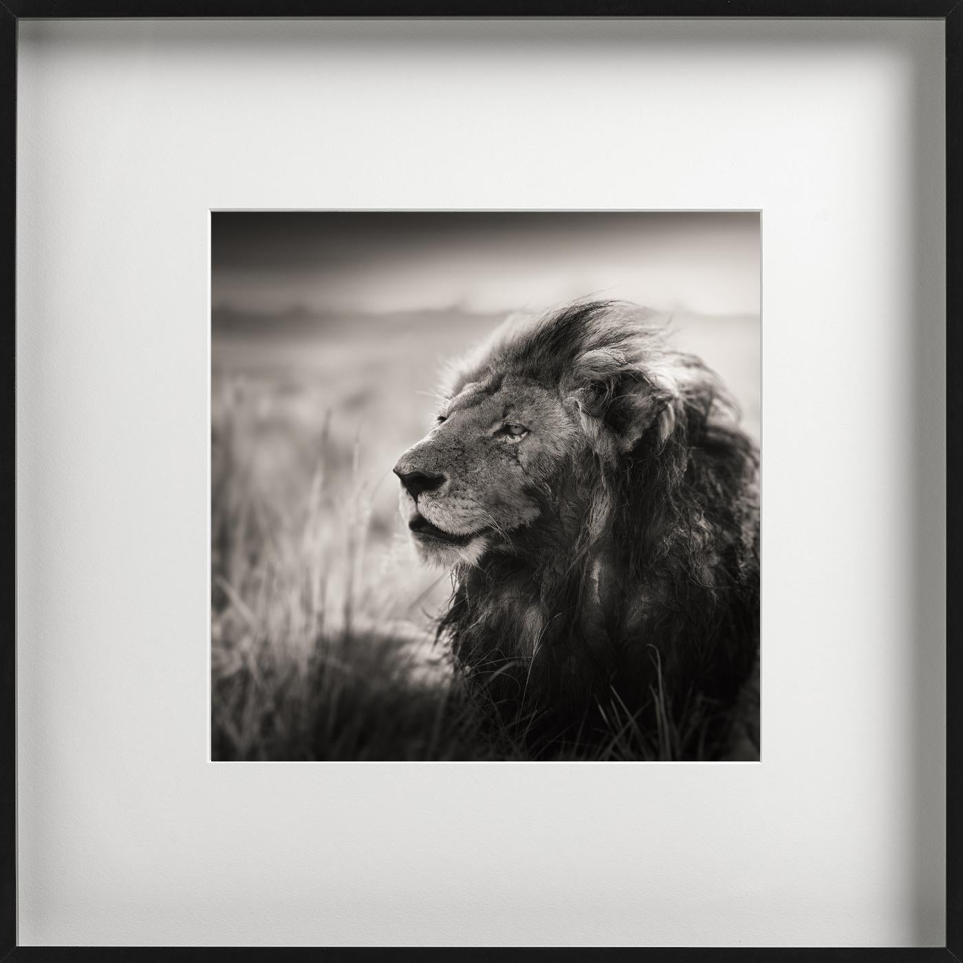 MORANI - Portrait d'un lion, Diptych Fine Arts en vente 1
