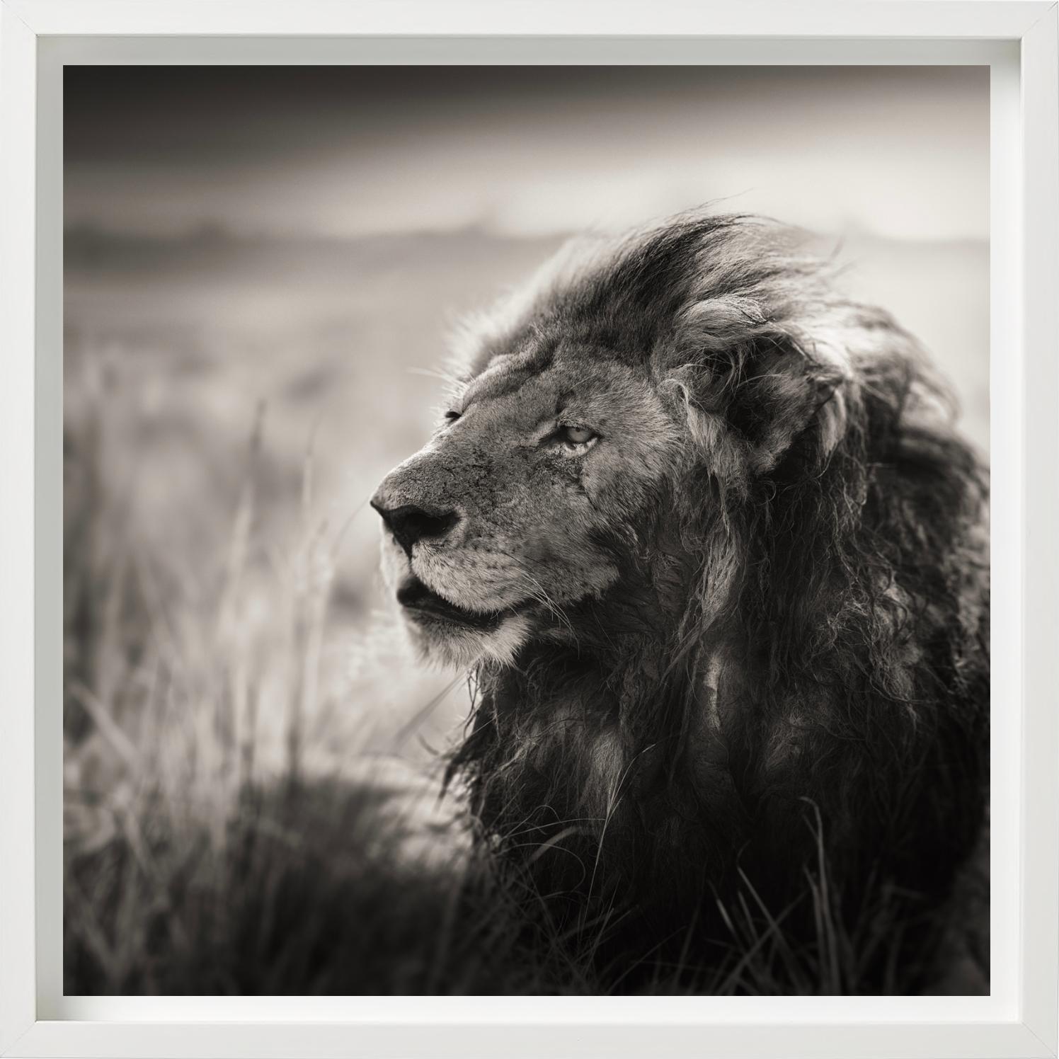 MORANI - Portrait d'un lion, Diptych Fine Arts en vente 2