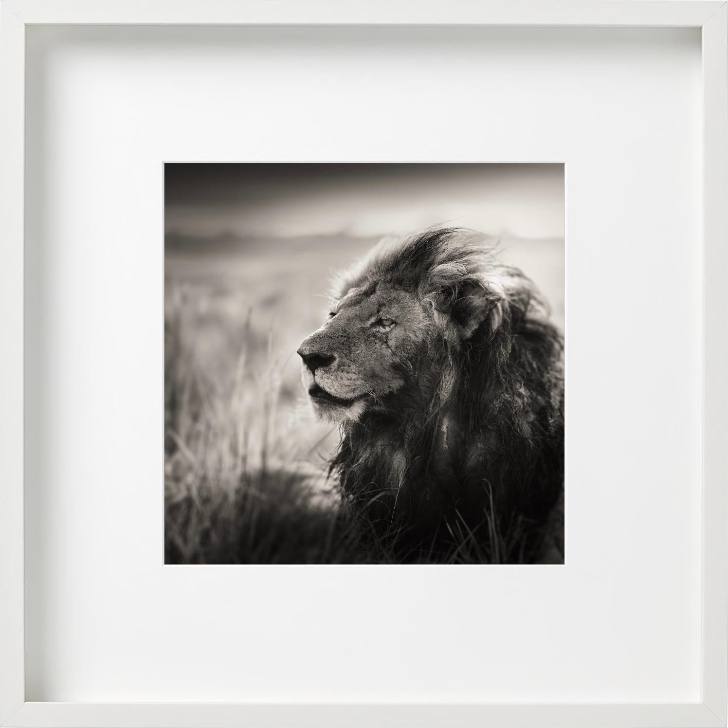MORANI - Portrait d'un lion, Diptych Fine Arts en vente 3