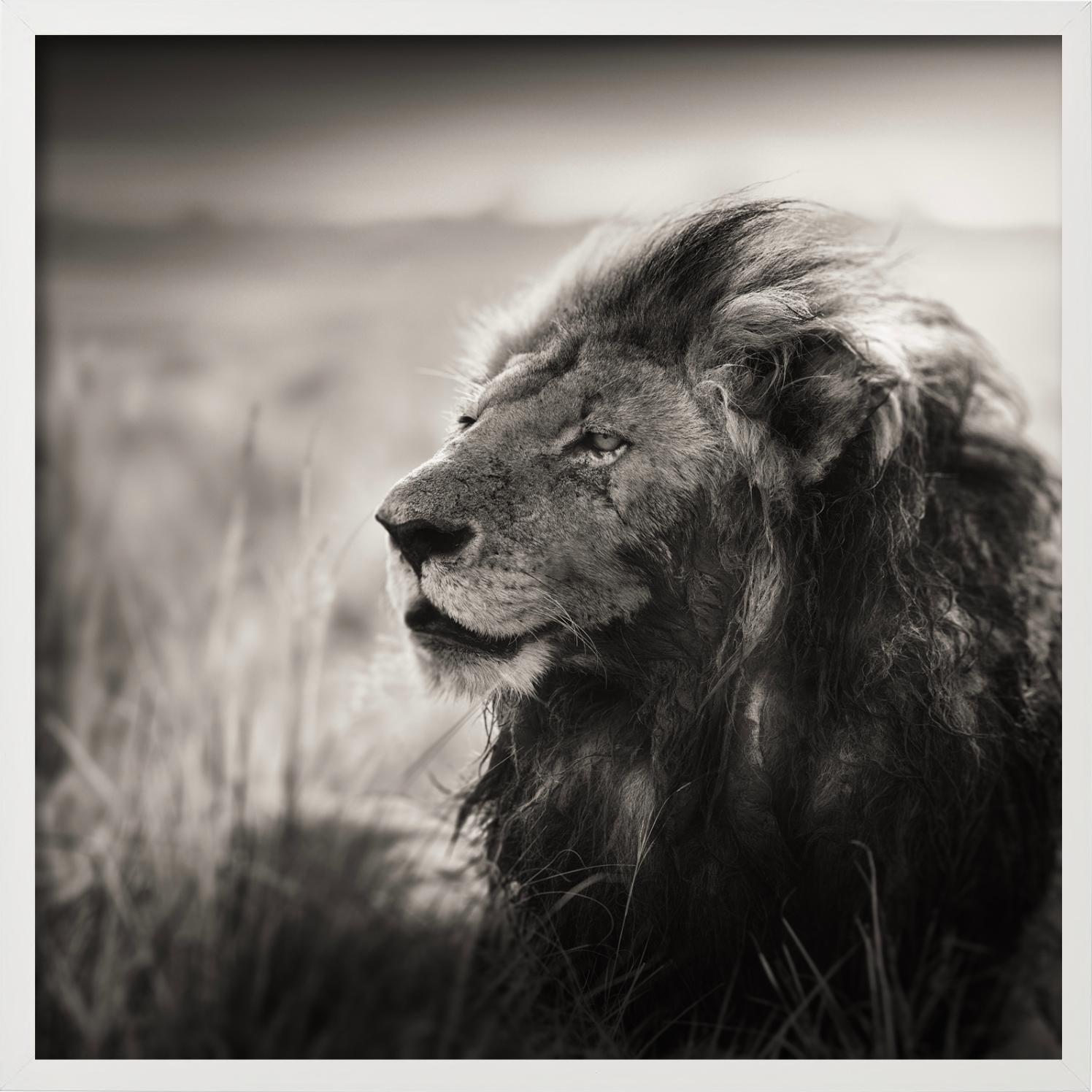 MORANI - Portrait d'un lion, Diptych Fine Arts en vente 4