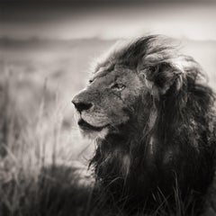 MORANI - Portrait d'un lion, Diptych Fine Arts