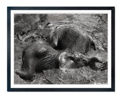 Mudbath III, Elefante, animale, fauna selvatica, fotografia in bianco e nero, Africa