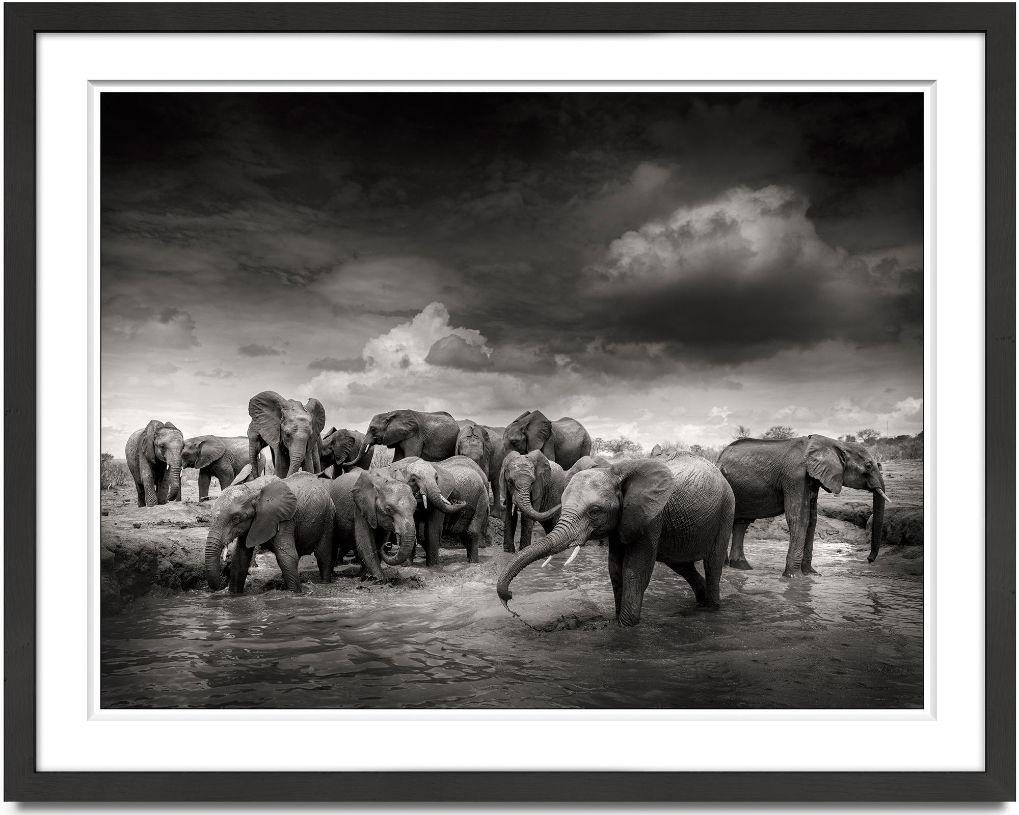 Mudbath IV, elephant, animal, wildlife, black and white photography, africa - Photograph by Joachim Schmeisser