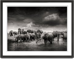 Mudbath IV, elephant, animal, wildlife, black and white photography, africa