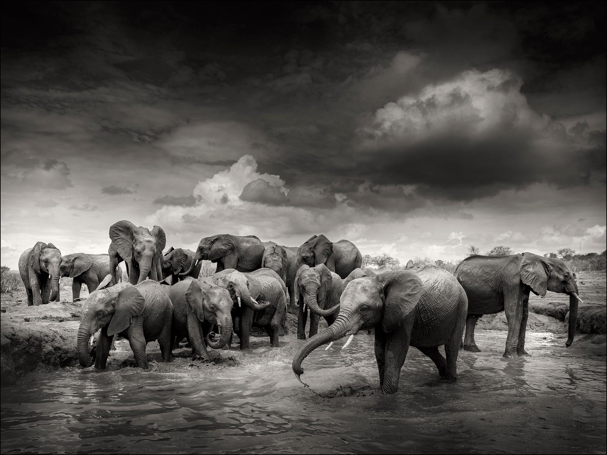 Mudbath IV, Kenya, Elephant, black and white photography, wildlife