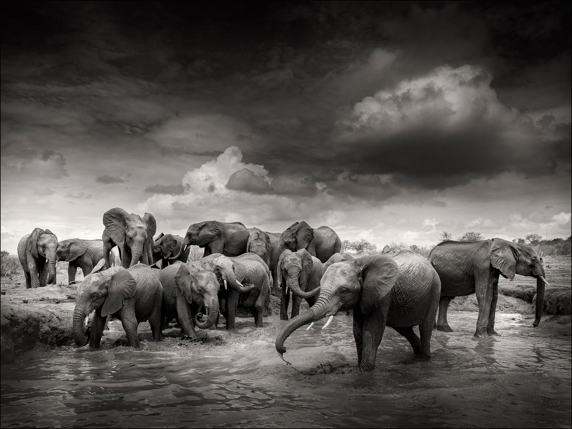 Joachim Schmeisser Black and White Photograph - Mudbath IV, elephant, animal, wildlife, black and white photography, africa