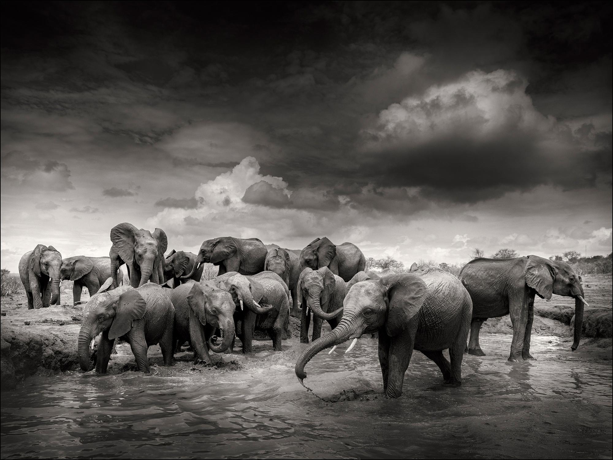 Black and White Photograph di Joachim Schmeisser - Mudbath IV, elefante, animale, fauna selvatica, fotografia in bianco e nero, Africa