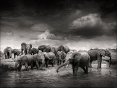 Mudbath IV, elephant, animal, wildlife, black and white photography, africa