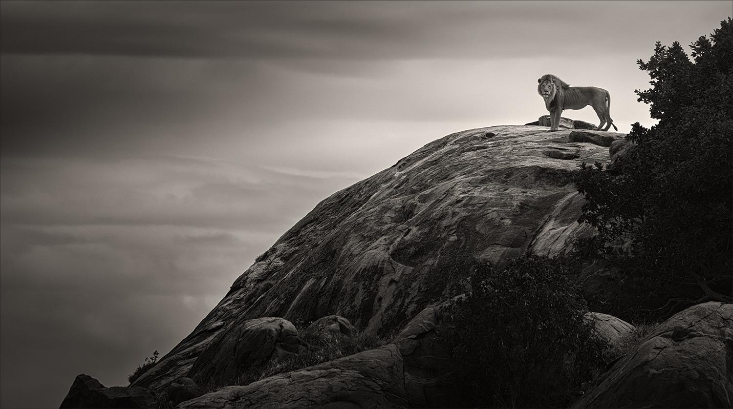 Joachim Schmeisser Landscape Photograph - My Kingdom, black and white, animal, Africa, Photography, Lion