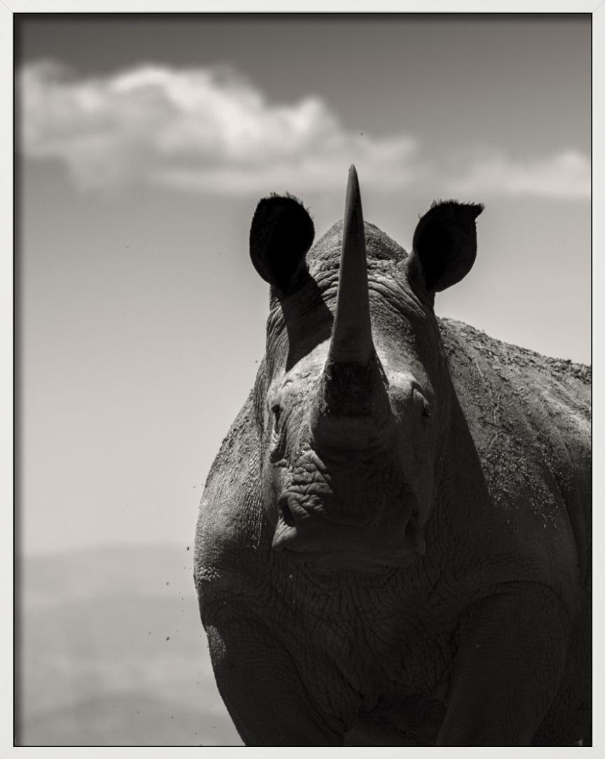 Alma noble, Fotografía artística, 2019 en venta 4