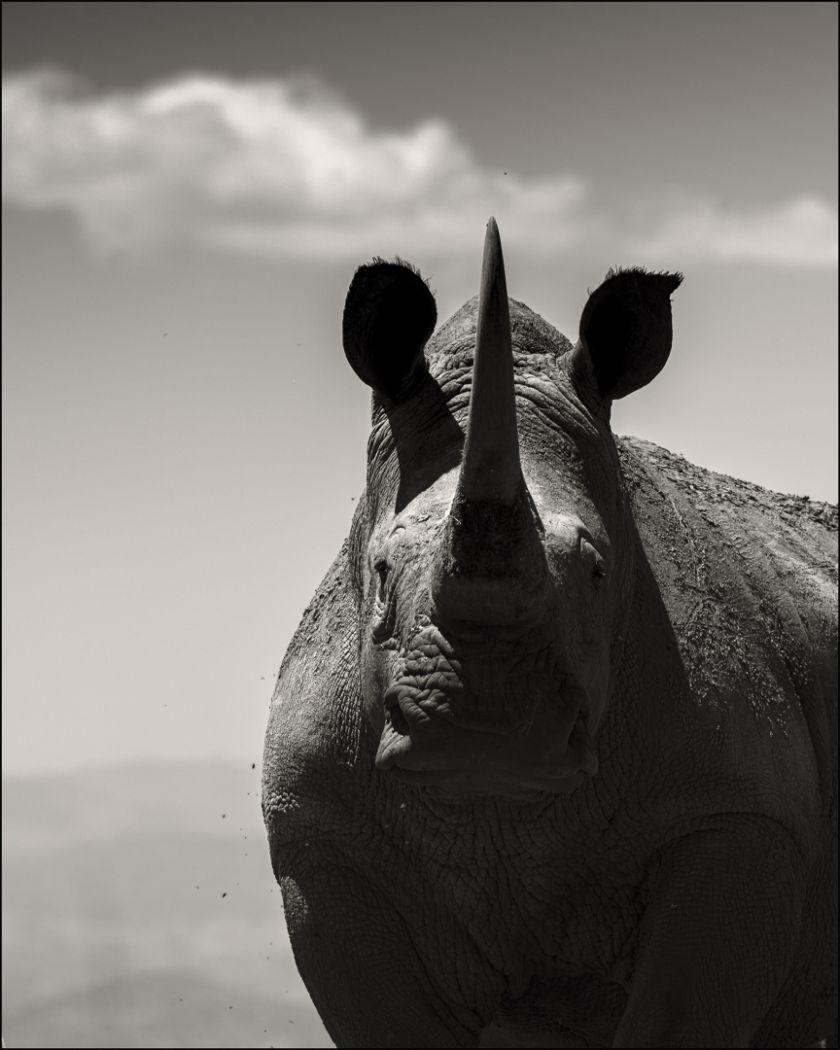 Figurative Photograph de Joachim Schmeisser - Alma noble, Fotografía artística, 2019
