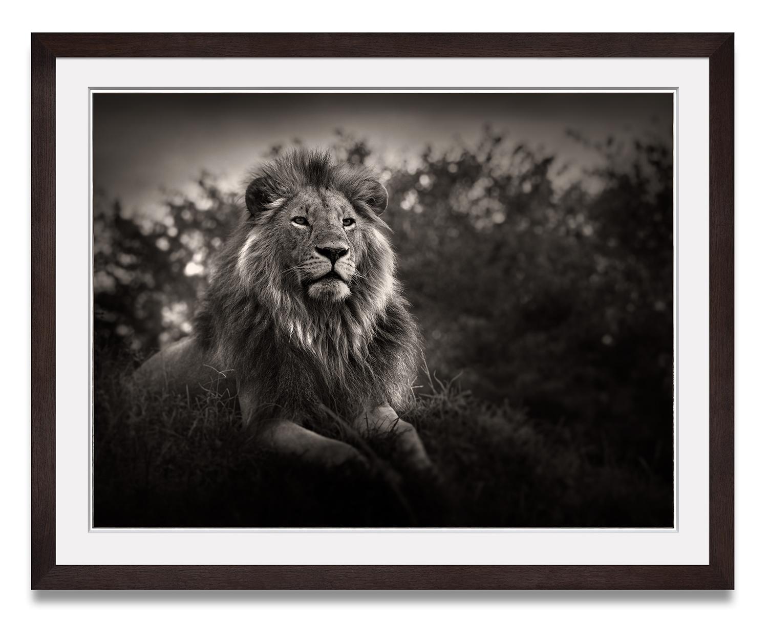 Orbanoti II, Lion, animal, wildlife, black and white photography - Photograph by Joachim Schmeisser