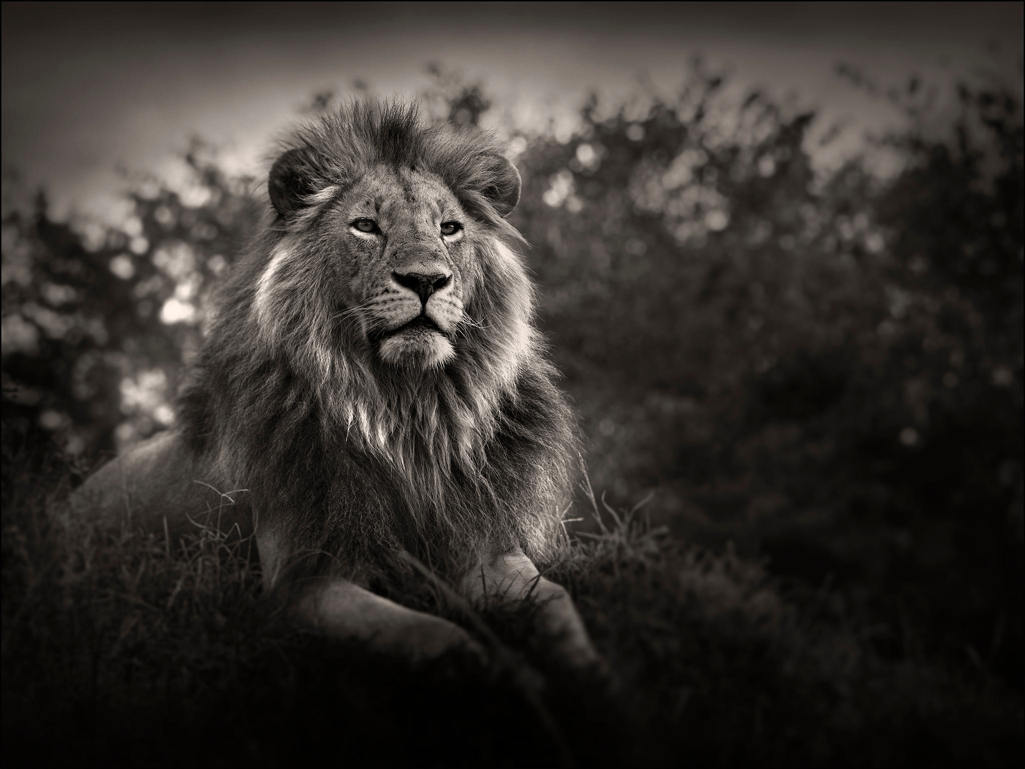 Orbanoti II, Lion, blackandhwite photography, Africa, Portrait, Wildlife