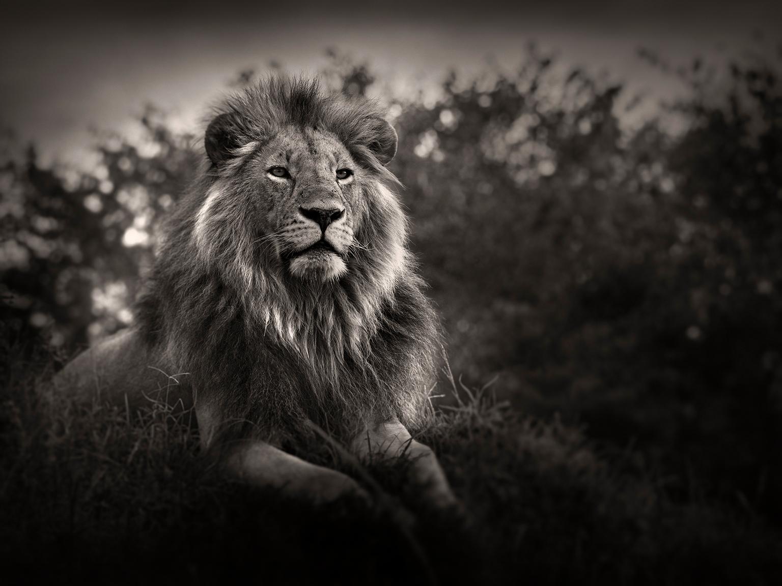 Joachim Schmeisser Portrait Photograph - Orbanoti II, Lion, animal, wildlife, black and white photography
