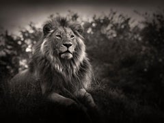 Orbanoti II, photographie de lion, d'animaux, d'animaux sauvages, en noir et blanc