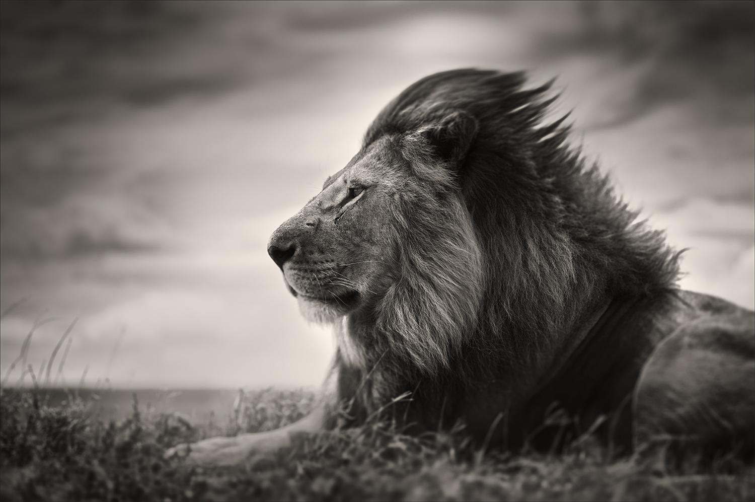 Joachim Schmeisser Black and White Photograph – Patience, zeitgenössisch, Tierwelt, Schwarz-Weiß-Fotografie, Löwe