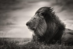 Paciencia, contemporáneo, vida salvaje, fotografía en blanco y negro, León