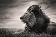 Patience, contemporaine, faune sauvage, photographie en noir et blanc, lion