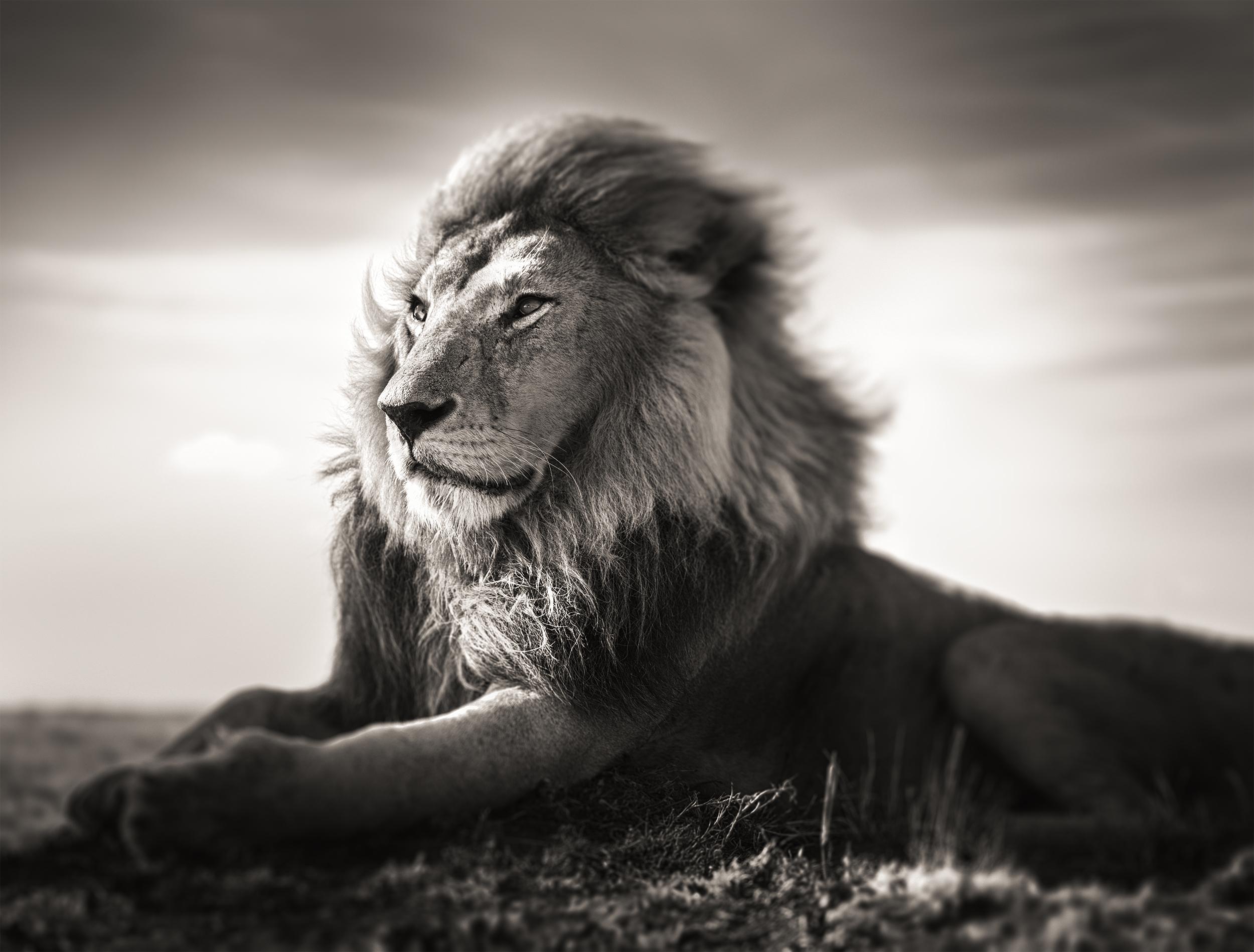 Black and White Photograph de Joachim Schmeisser - Piece of Mind, contemporáneo, vida salvaje, fotografía en blanco y negro, León