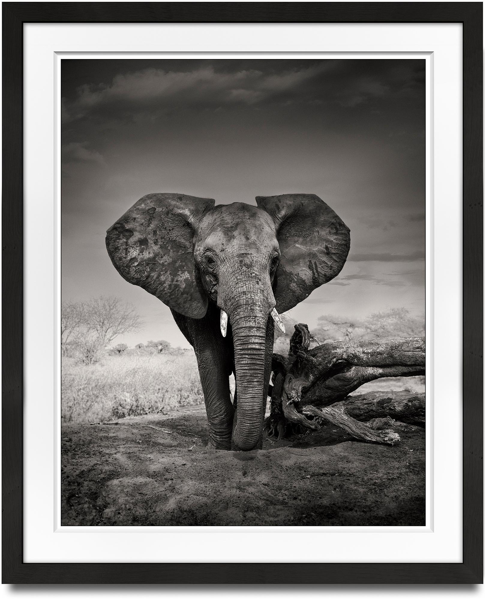 Portrait of a young orphan, animal, elephant, black and white photography - Photograph by Joachim Schmeisser